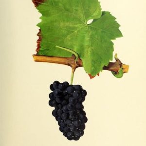 Pierre Viala (1859-1936), Victor Vermorel (1848-1927), Traite General de Viticulture. Ampelographie, 1901-1910. Tome II, plate: Pinot Noir grape. Illustration by J. Troncy.